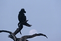  afrique du sud 
 babouin chacma 
 parc kruger 